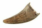 Fossil Raptor (Paronychodon?) Tooth - Montana #265954-1